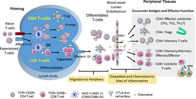 CTLA-4 and PD-1 Control of T-Cell Motility and Migration: Implications for Tumor Immunotherapy